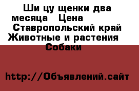 Ши-цу щенки два месяца › Цена ­ 12 000 - Ставропольский край Животные и растения » Собаки   